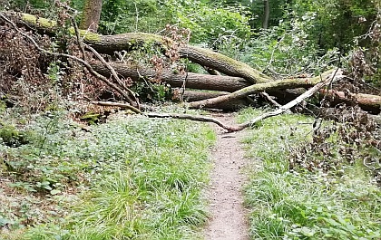 Umgestürzter Baum auf Wanderweg