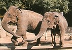 Elefanten Zoo Neunkirchen